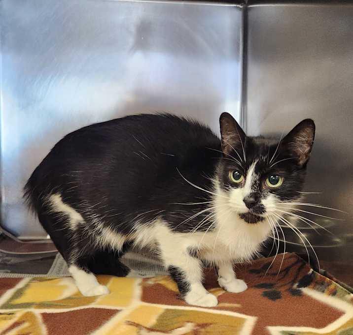 Photo of Smudge