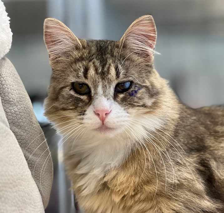 Photo of Ophelia