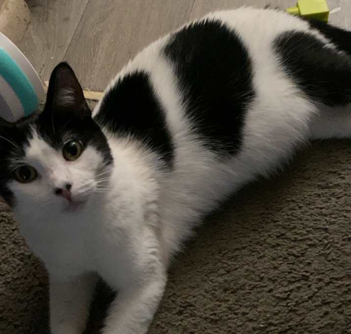 Photo of Pumpkin