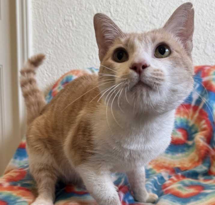 Photo of Cheerio