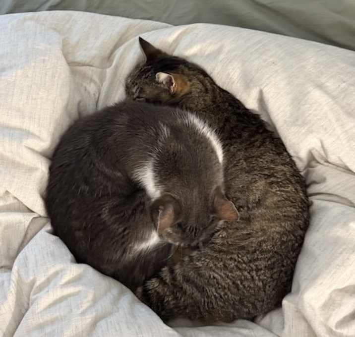 Photo of Lilly and Willow