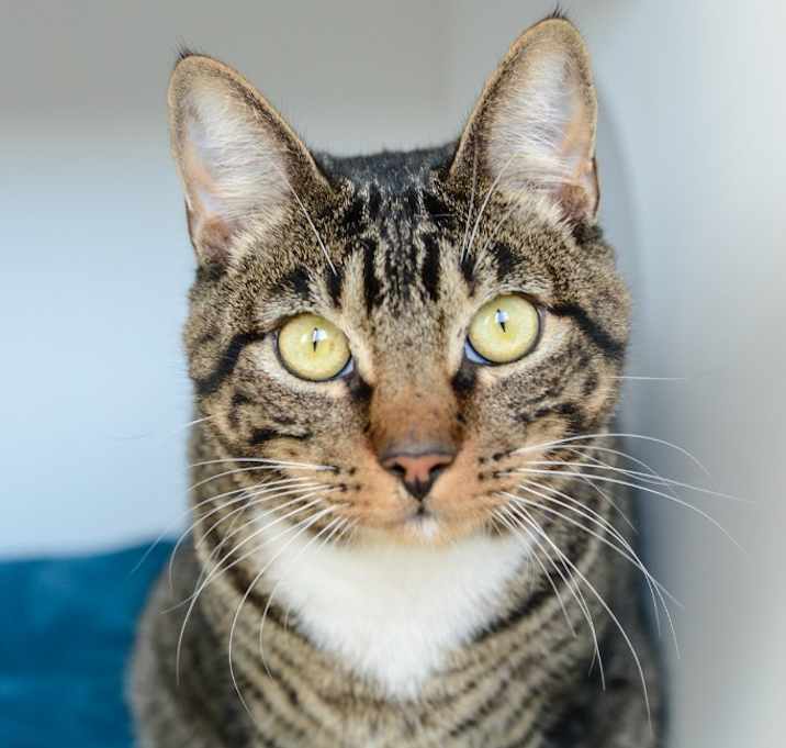 Photo of Mittens