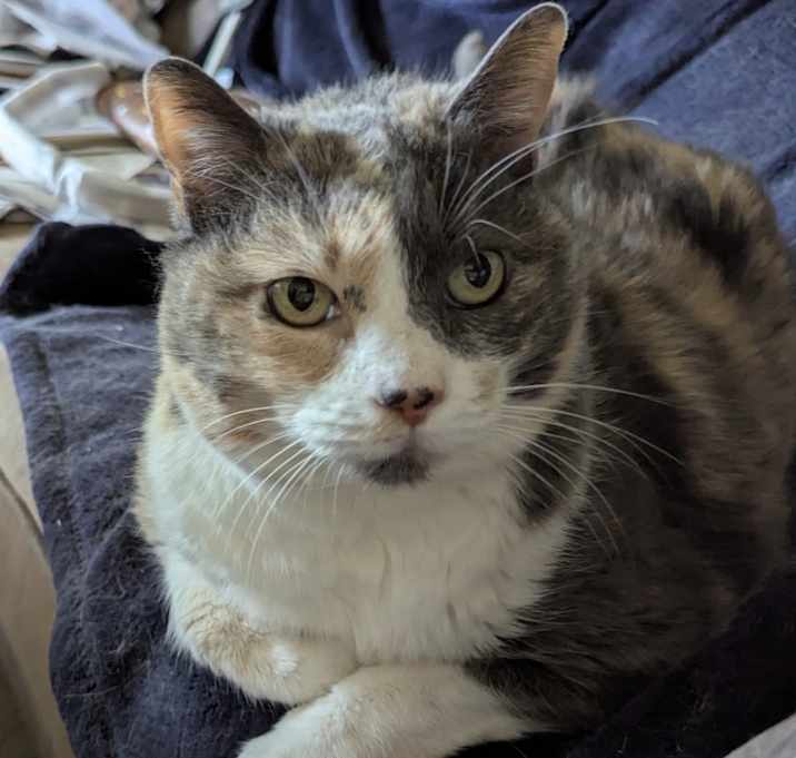 Photo of Peaches