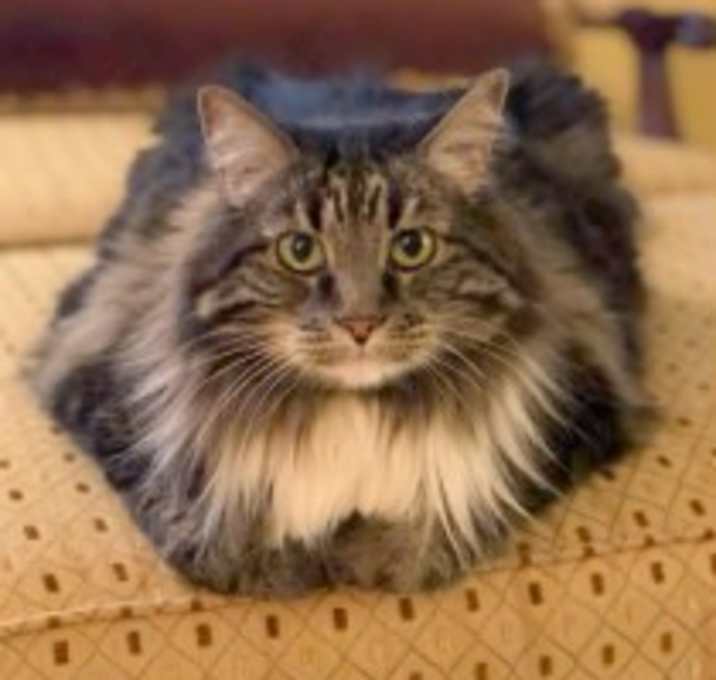 Photo of SASHA