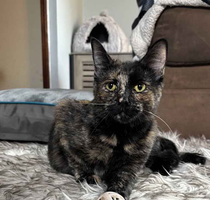 Photo of Moxie