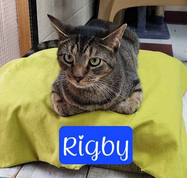 Photo of Rigby