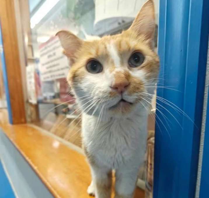 Photo of Hero 9 year old diabetic male - STAFF FAV!!!