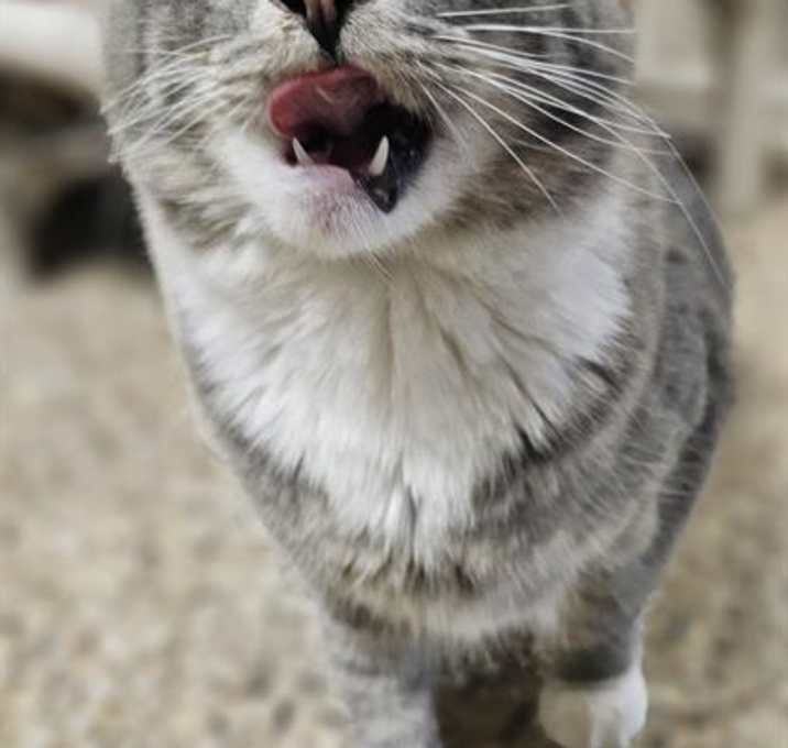 Photo of SHADOW