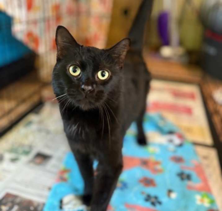 Photo of Onyx