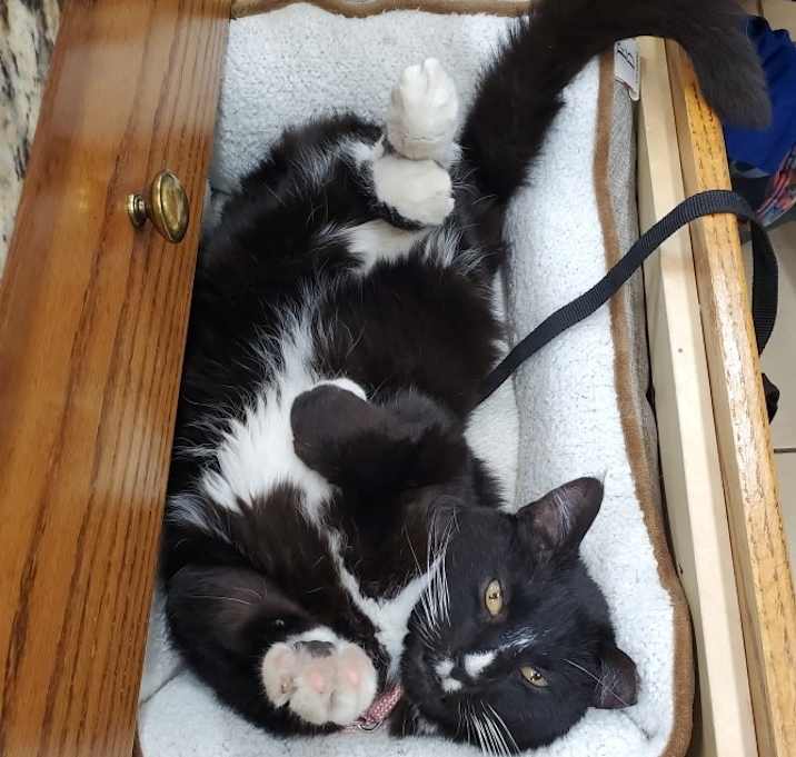 Photo of Buzz