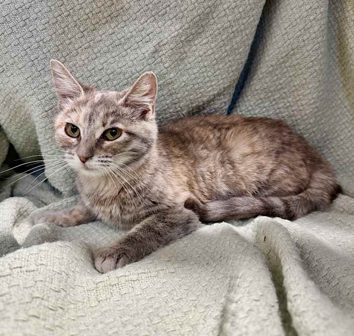 Photo of Wonton (previously JK 17)