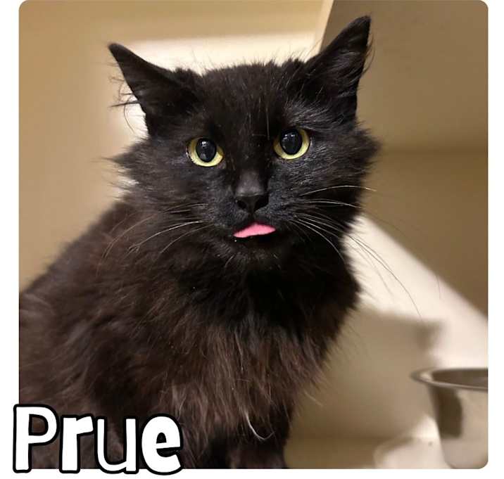 Photo of Prue (Proofing Drawer)