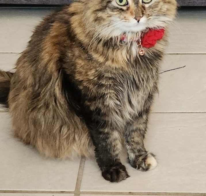 Photo of Goose
