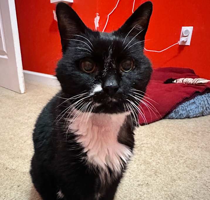 Photo of Miss Muffet
