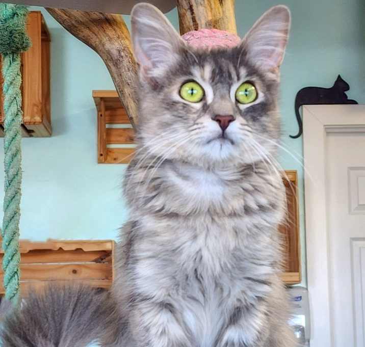Photo of Tinkerbell