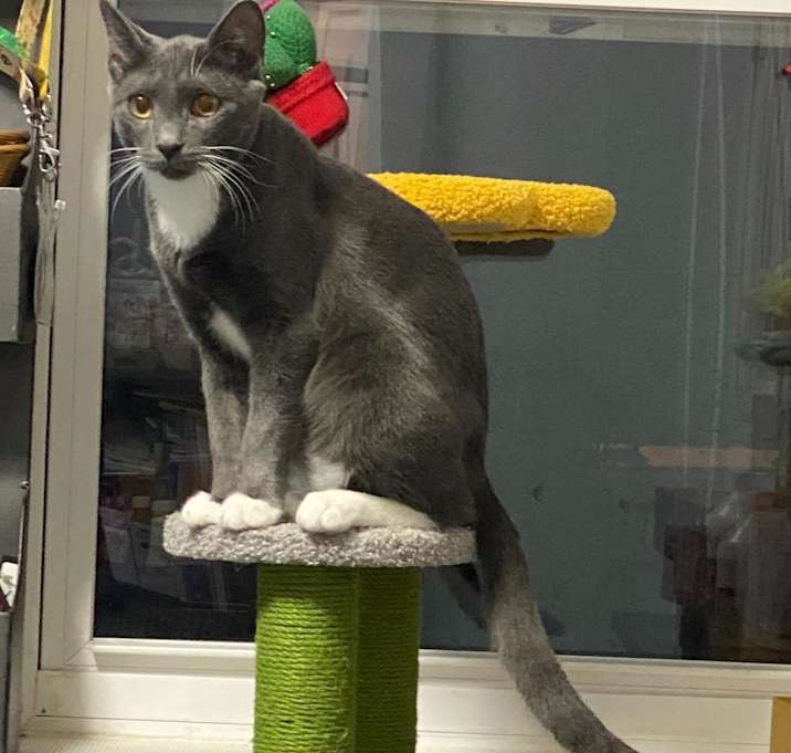 Photo of Takis (bonded with Missy)