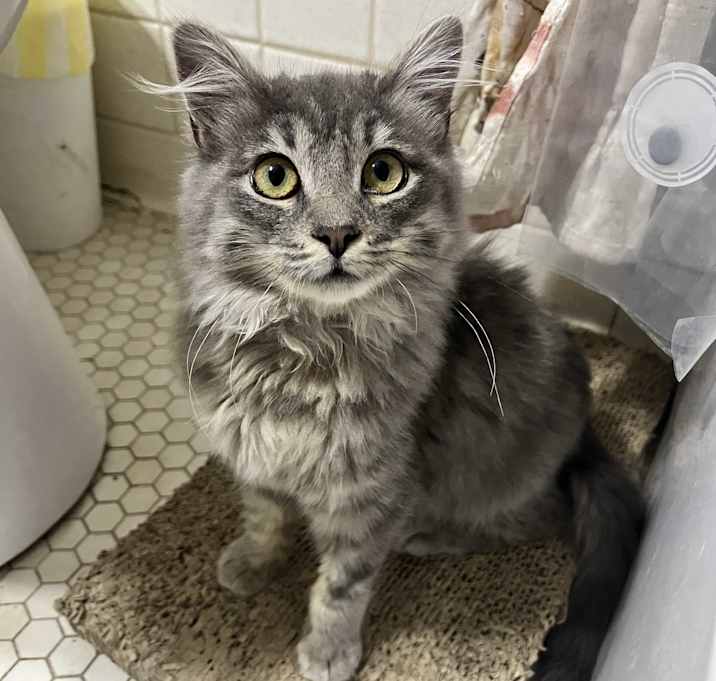 Photo of Rue