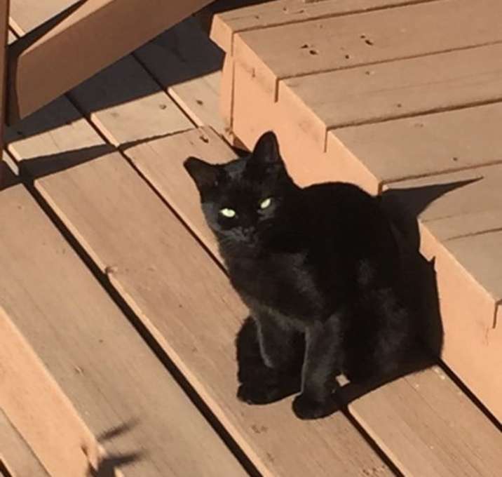 Photo of Working Cats