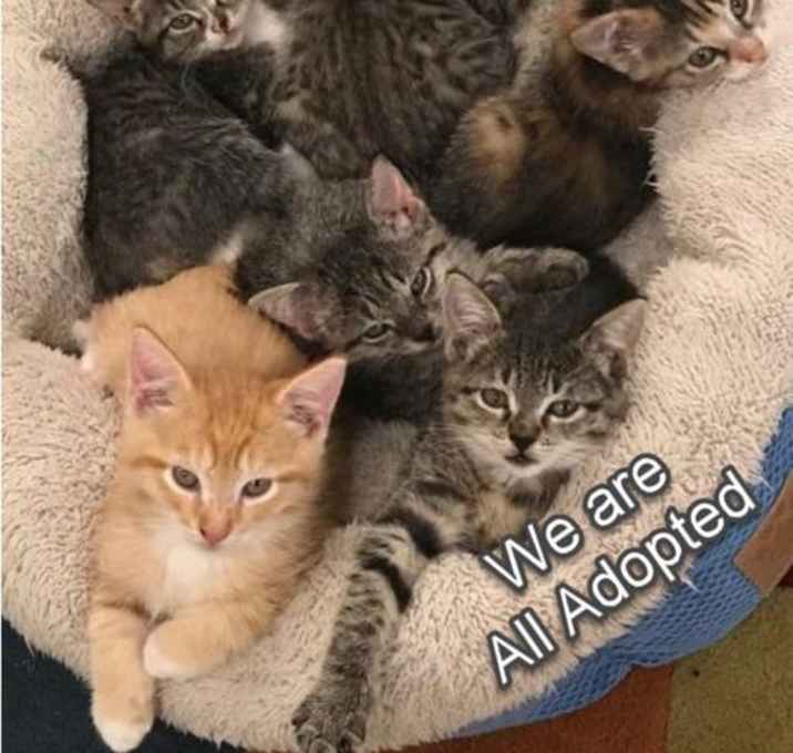 Photo of Kittens! Kittens!