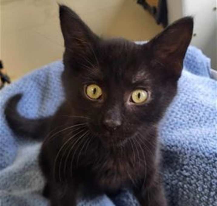 Photo of Pickles