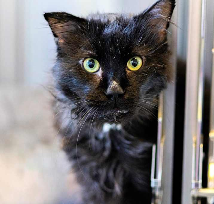 Photo of Winston
