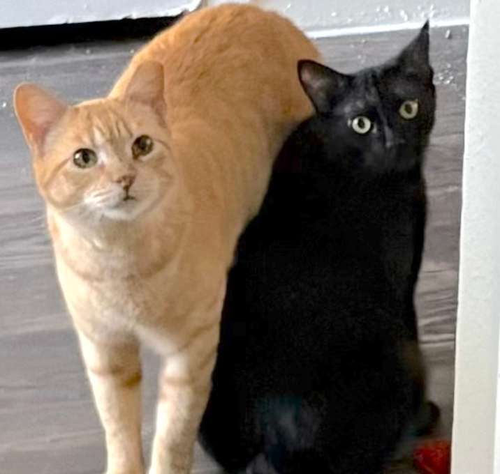 Photo of Gatsby (bonded with Amberly)