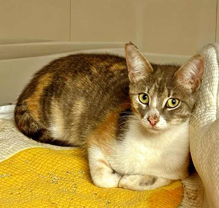 Photo of Cleo