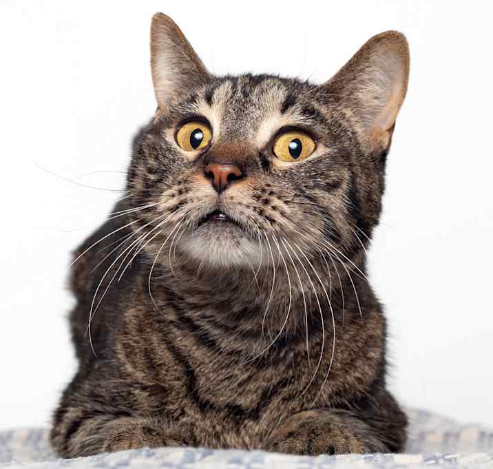 Photo of Pea