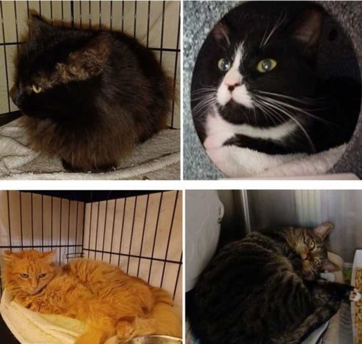 Photo of WORKING CATS