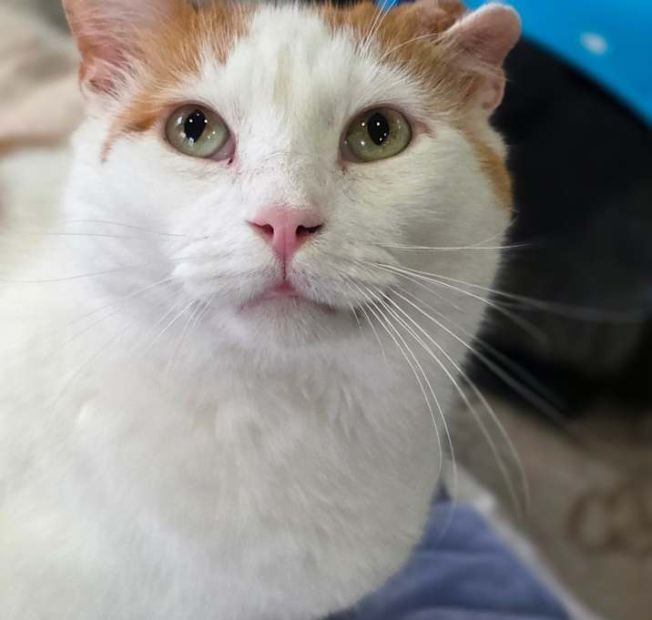 Photo of Moose