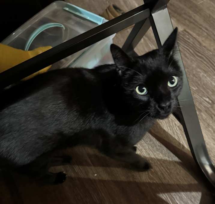 Photo of Ladamir