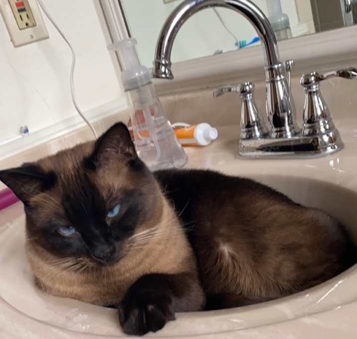 Photo of Dexter