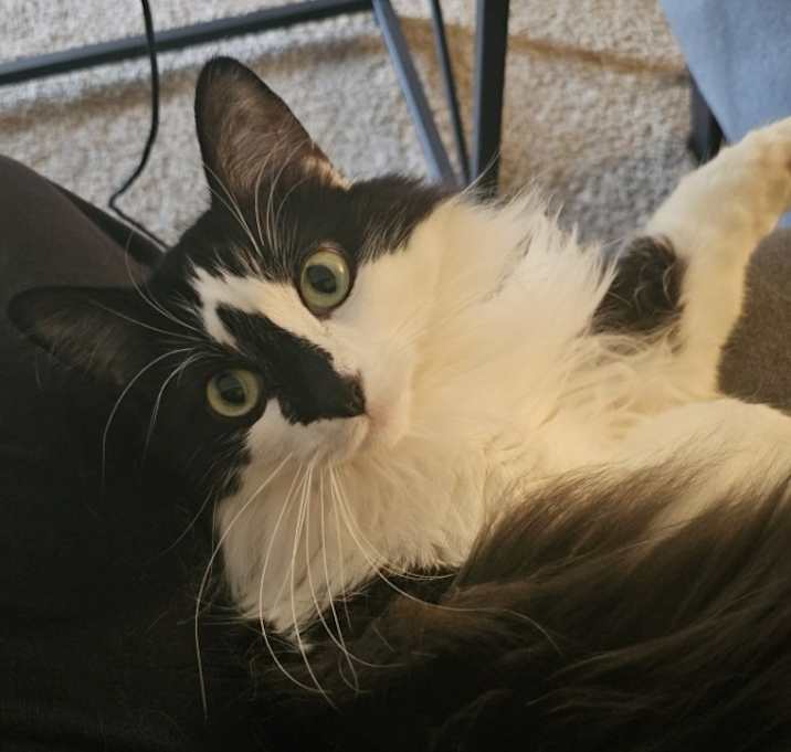 Photo of Moe