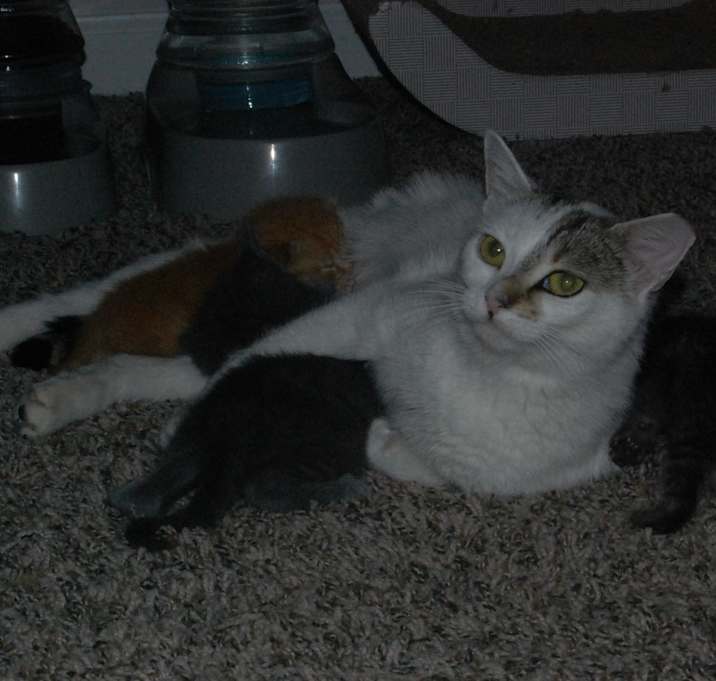 Photo of Mama (BFF035)