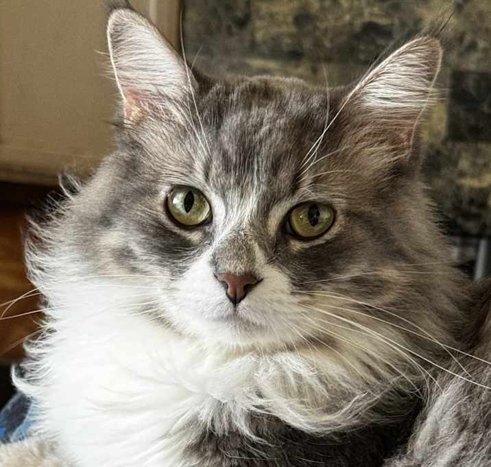 Photo of Milo