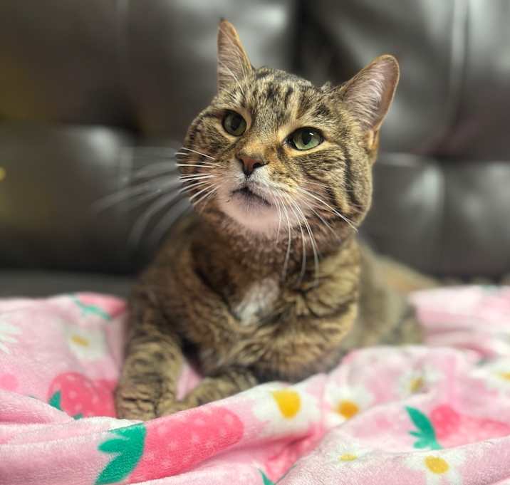 Photo of Lacey