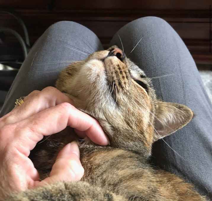 Photo of Piper affectionate