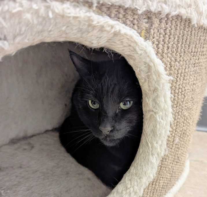 Photo of Peanut