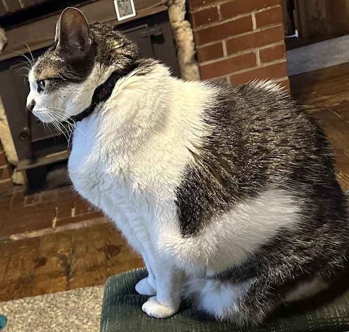 Photo of Tinker Bell