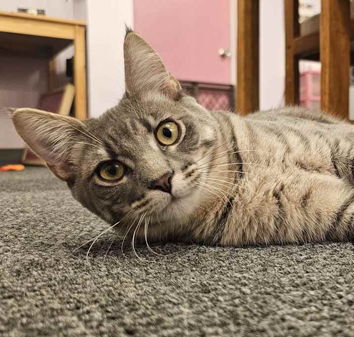 Photo of Beignet