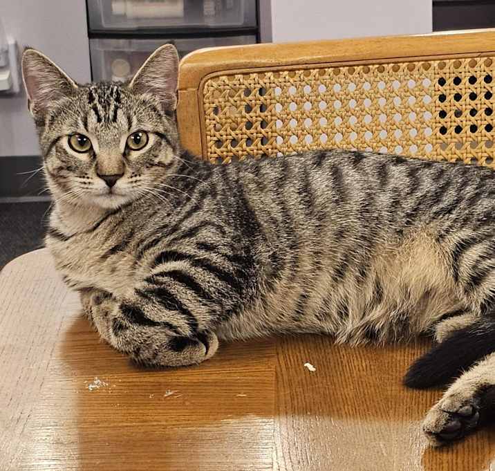 Photo of Croissant