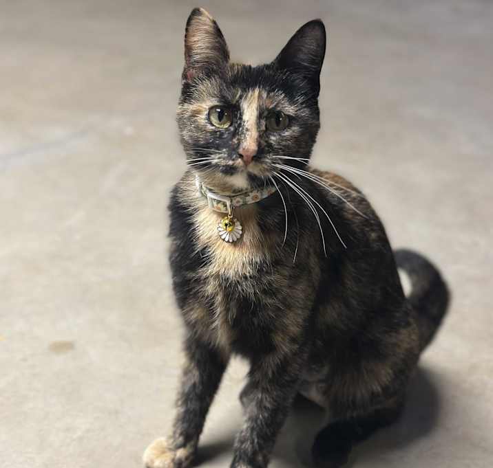 Photo of Rue