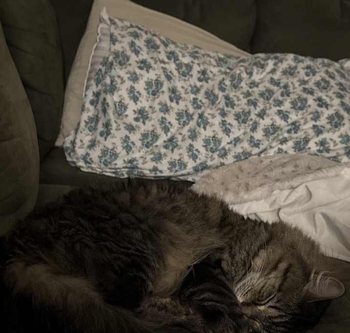 Photo of Freya
