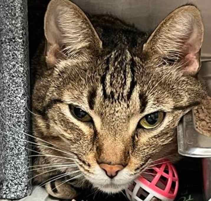 Photo of Caspian