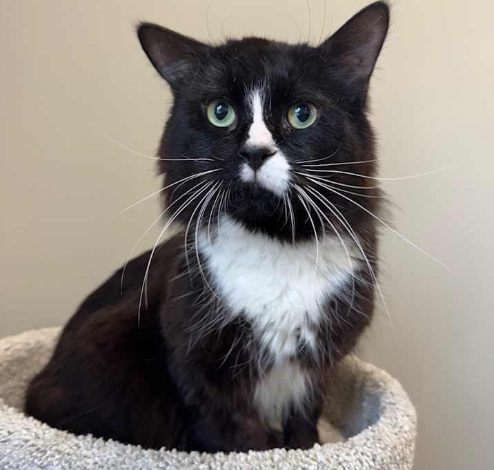 Photo of Jingle