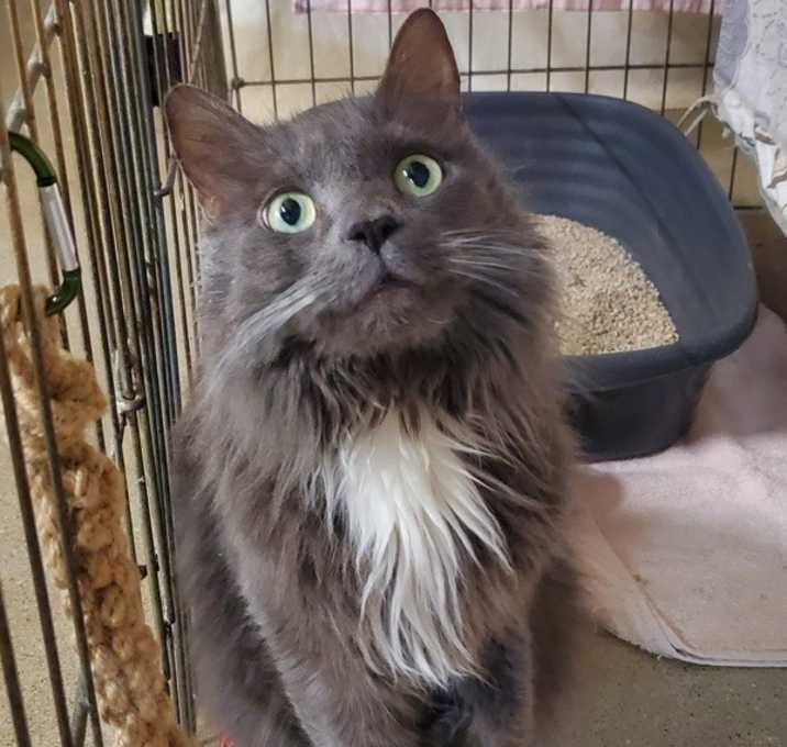 Photo of Bagheera