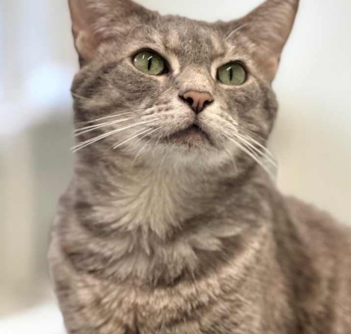 Photo of Basil