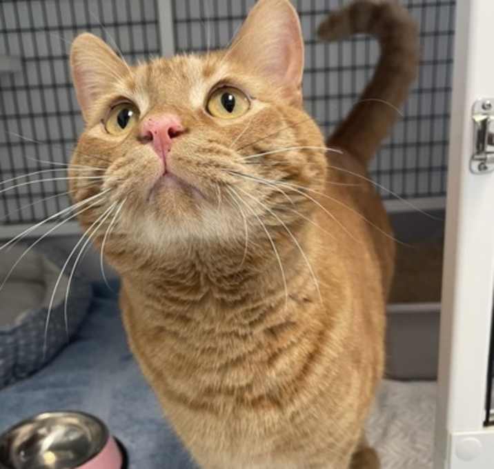 Photo of Milo