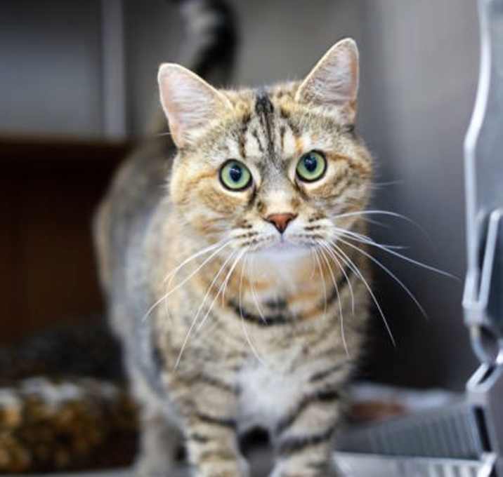 Photo of Silina