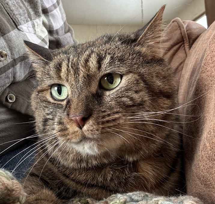 Photo of Paisley